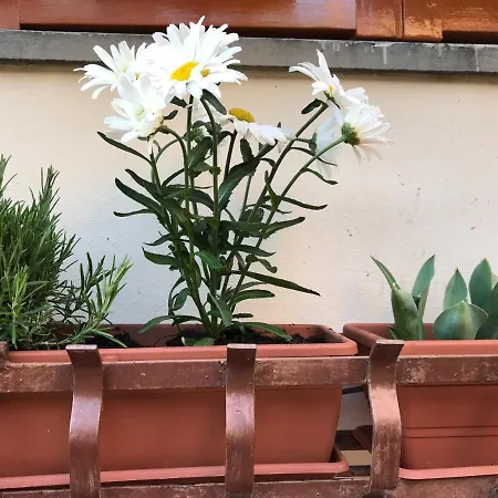 La Casa Fra Gli Ulivi *